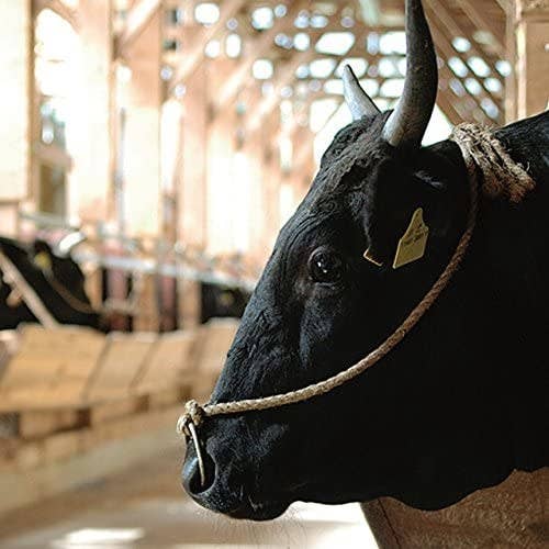 Amazonで本当に売ってるやばいもの探してきました