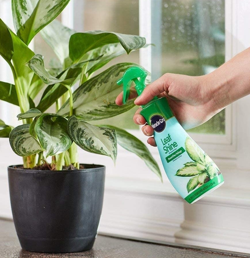 A person spraying leaves with the mixture