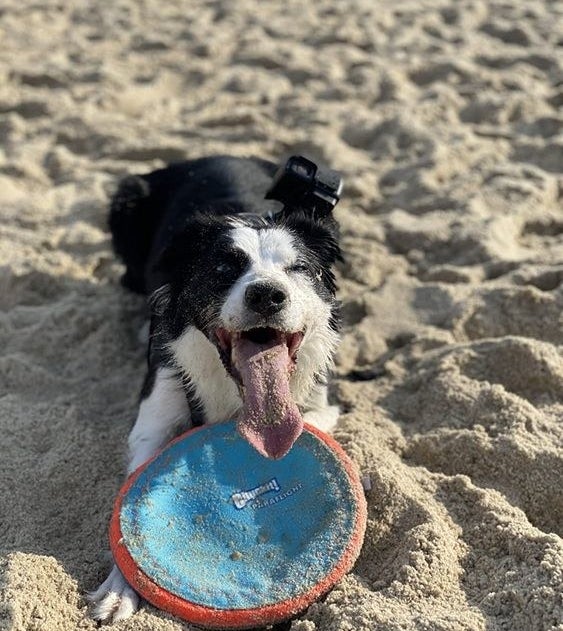 Reviewer&#x27;s dog at the beach playing with the frisbee
