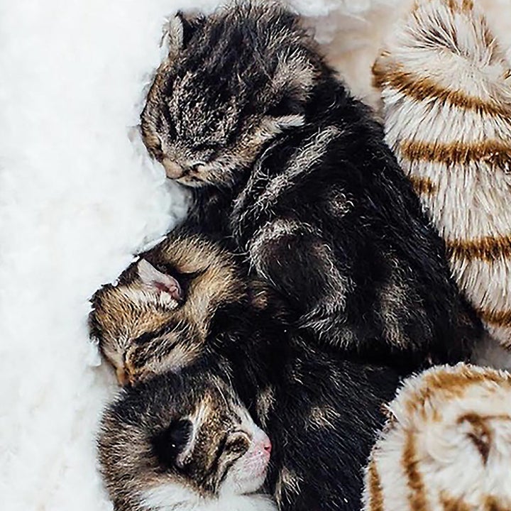 kittens cuddled up next to the heated toy
