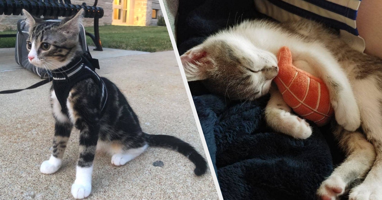 25 Things From Amazon That Kitten Owners Swear By