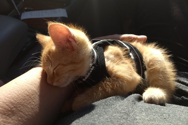 Review photo of kitten enjoying the harness and leash set