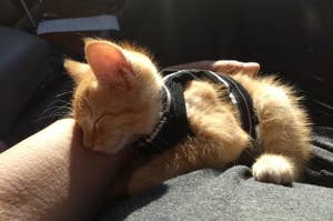 小猫在享受安全带和皮带套的回顾照片