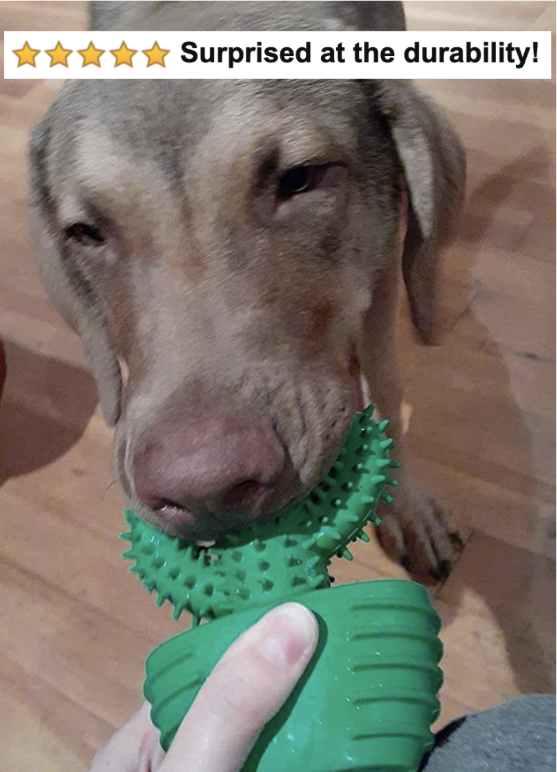 reviewer&#x27;s dog chewing on the toy with five-star caption &quot;surprised at the durability&quot; 