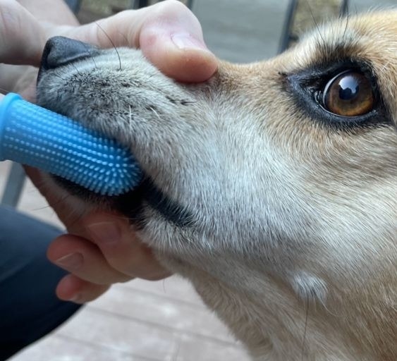 Reviewer brushing the dog&#x27;s teeth with the finger brush