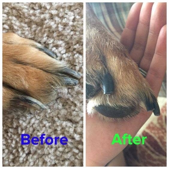 reviewer's before picture of their dog's long nails and after of short nails