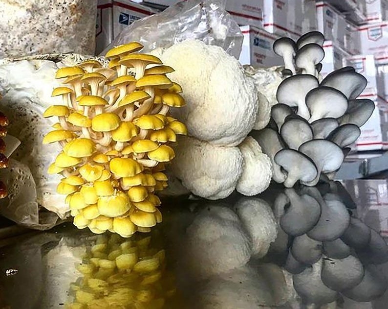 yellow, white, and gray mushrooms grow kits