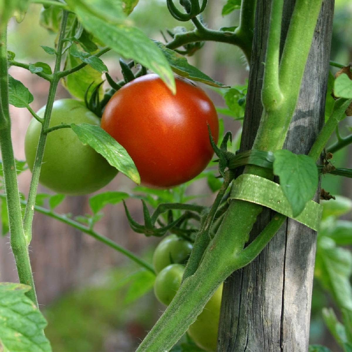 the garden tape being used to hold a tomato vine against a stake