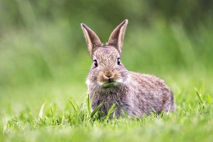 Bunny in the grass