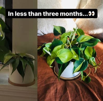 A reviewer&#x27;s plant after three months