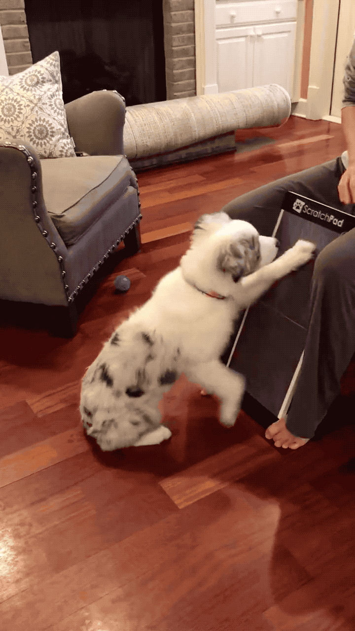 A gif of a puppy scratching their front paw on the pad