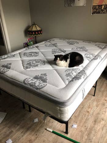 reviewer photo of a mattress with floral design on metal bed frame with black and white cat sitting on it