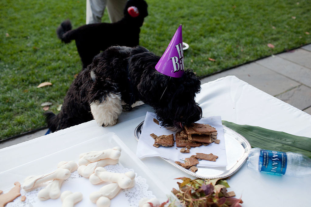 Bo eating treats at his birthday party