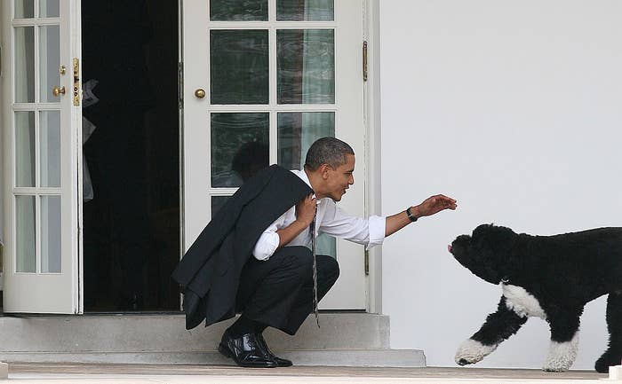 Barack Obama kneels to pet his dog Bo