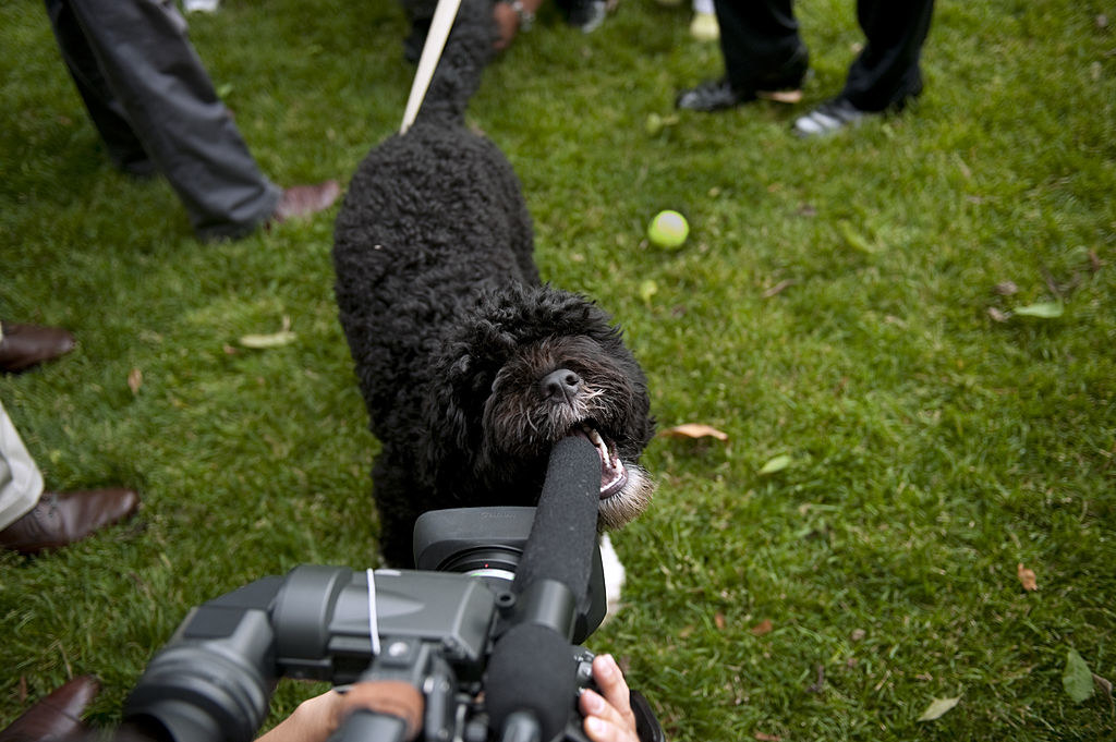 Bo biting a camera