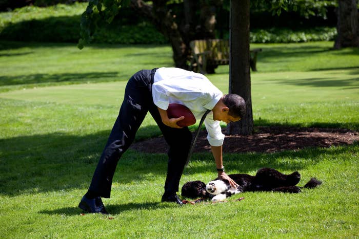 President Obama giving Bo belly rubs