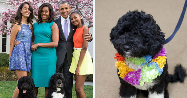 obama family dog name