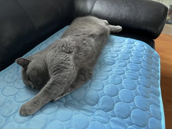 A reviewer's gray cat napping on the cooling mat