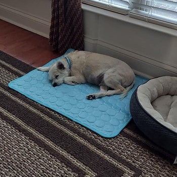 A reviewer's small dog napping on the cooling mat