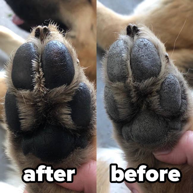 after image of a paw with musher's paw wax on and a before image of the same paw, but cracked and dry