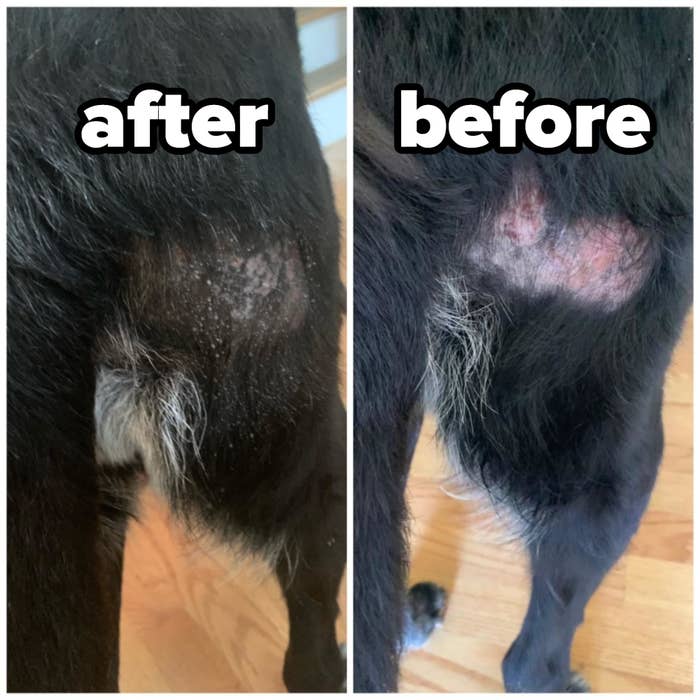 side by side before and after reviewer images; before a pup has a hairless and red hot stop, after the spot is no longer red and fur is growing back