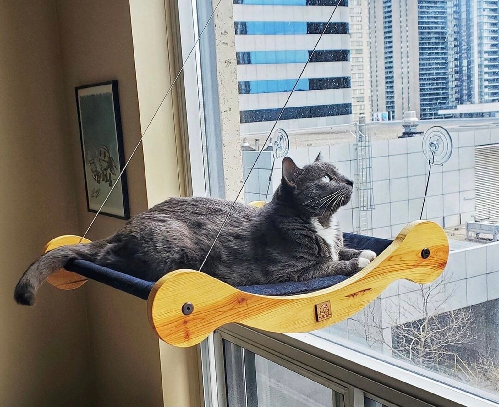 a gray cat lounging on a cat window hammock