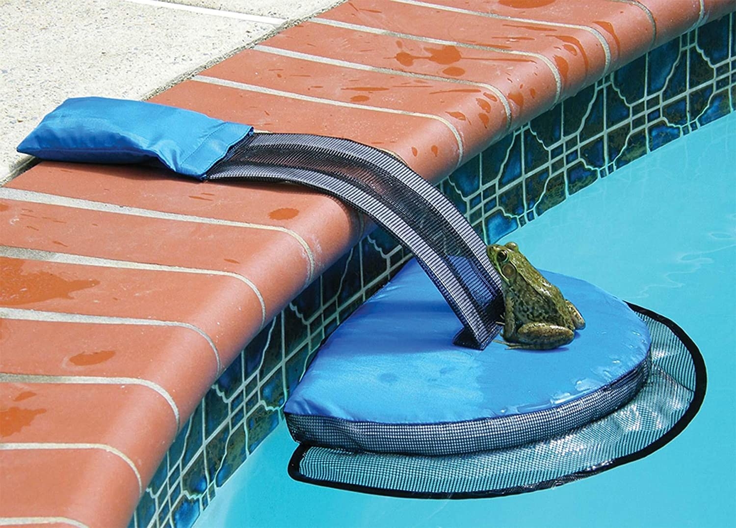 frog on the ramp