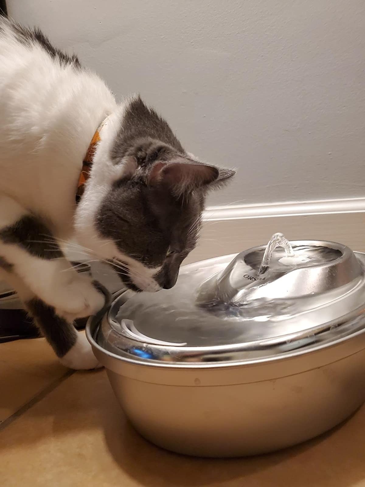 reviewer image of a cat drinking from the orsda cat water fountain