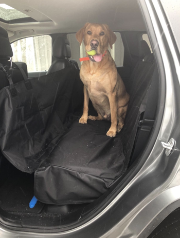 yellow lab sitting in the backseat of a car on the car cover