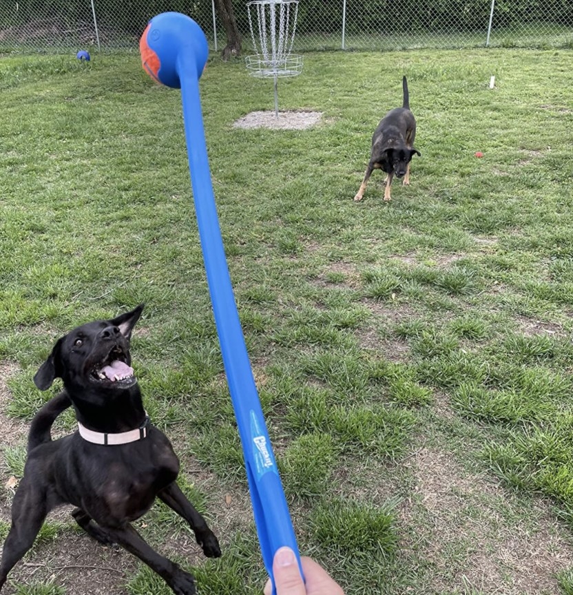 A dog jumping for a ball on a ball launcher