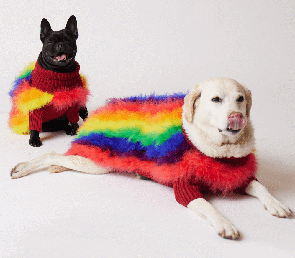 black French bulldog and white golden retriever in fluffy, rainbow-colored jumpers