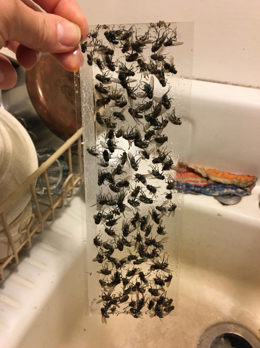 The clear fly trap holding dozens of flies