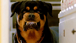 A mean dog drools as it growls at someone and shows its teeth