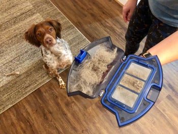 reviewer holding up a robot vacuum that's open and full of pet hair with a dog standing next to it