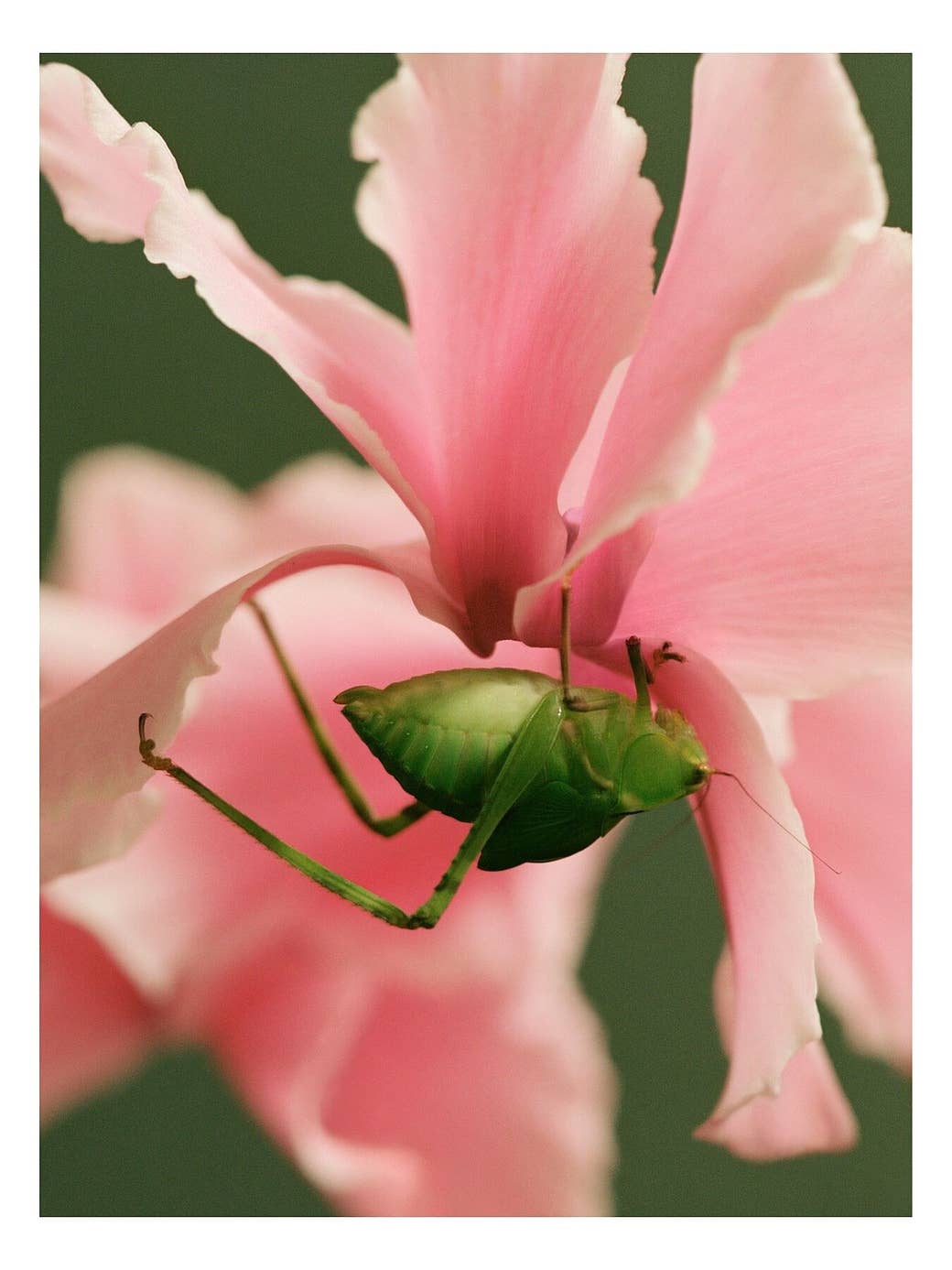 A grasshopper holding on to a flower upside down 