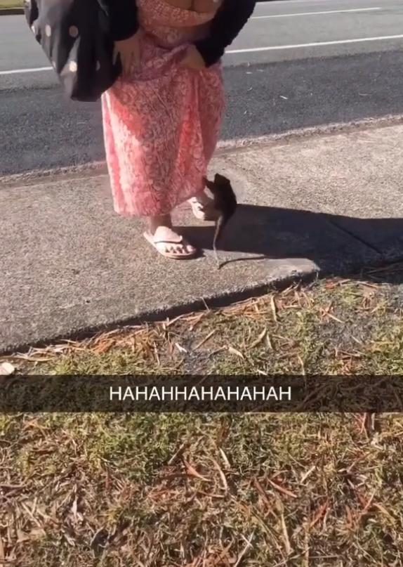 A possum jumping onto a woman&#x27;s skirt