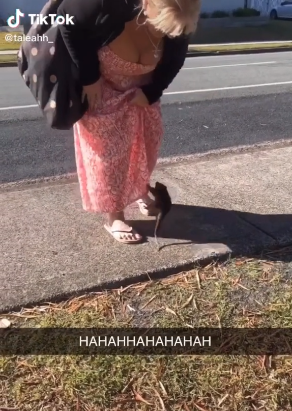 A possum jumping onto a woman&#x27;s skirt