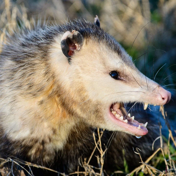 I Pray That I'm Never As Unlucky As This Woman Who Had A Possum Jump Up