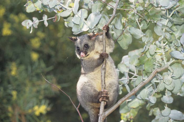 A possum clinging to a tree branch