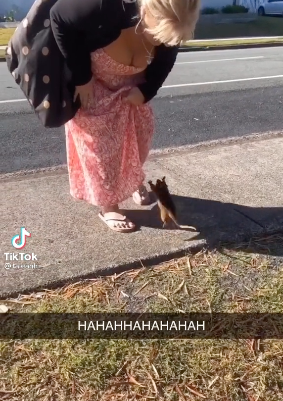 A woman leaning down towards a possum; the possum is mid-jump and heading towards the woman&#x27;s skirt