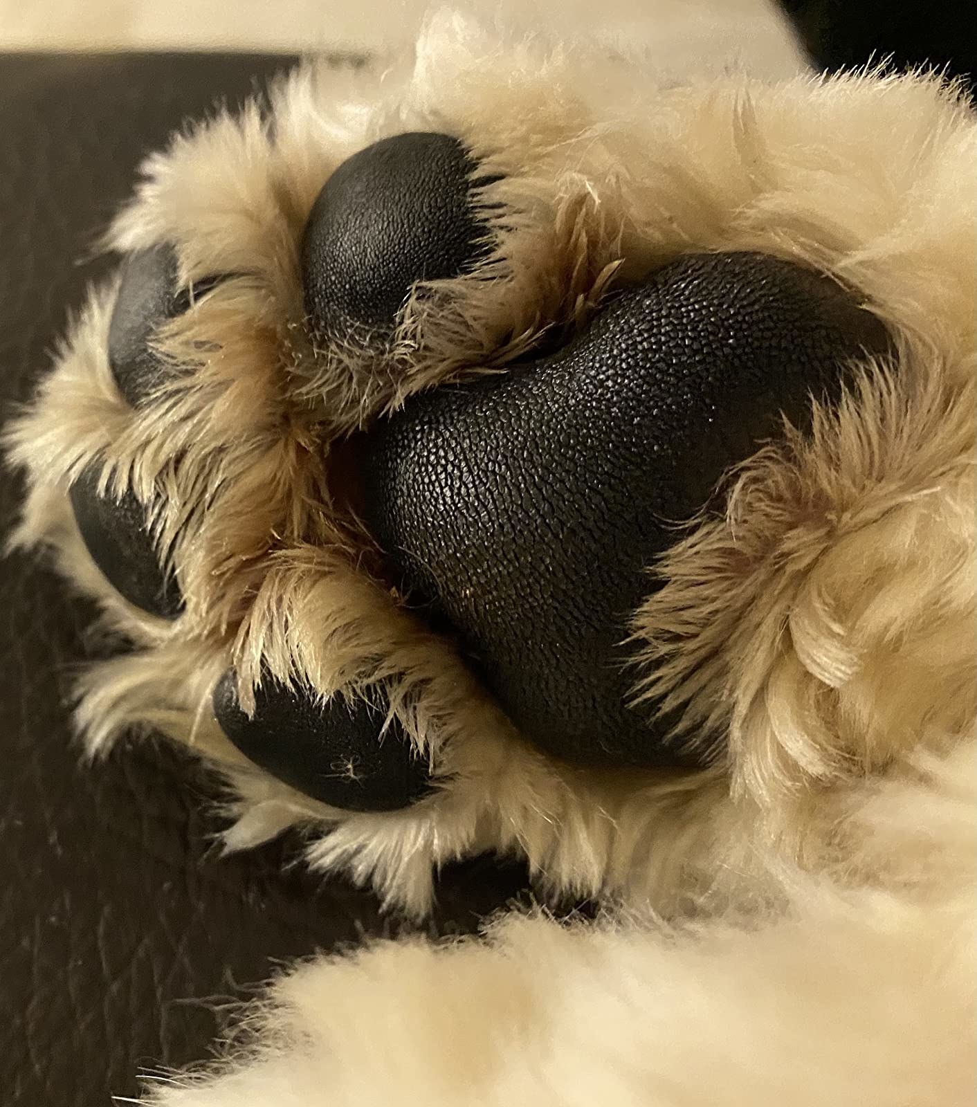 reviewer image of a smooth and glistening dog paw
