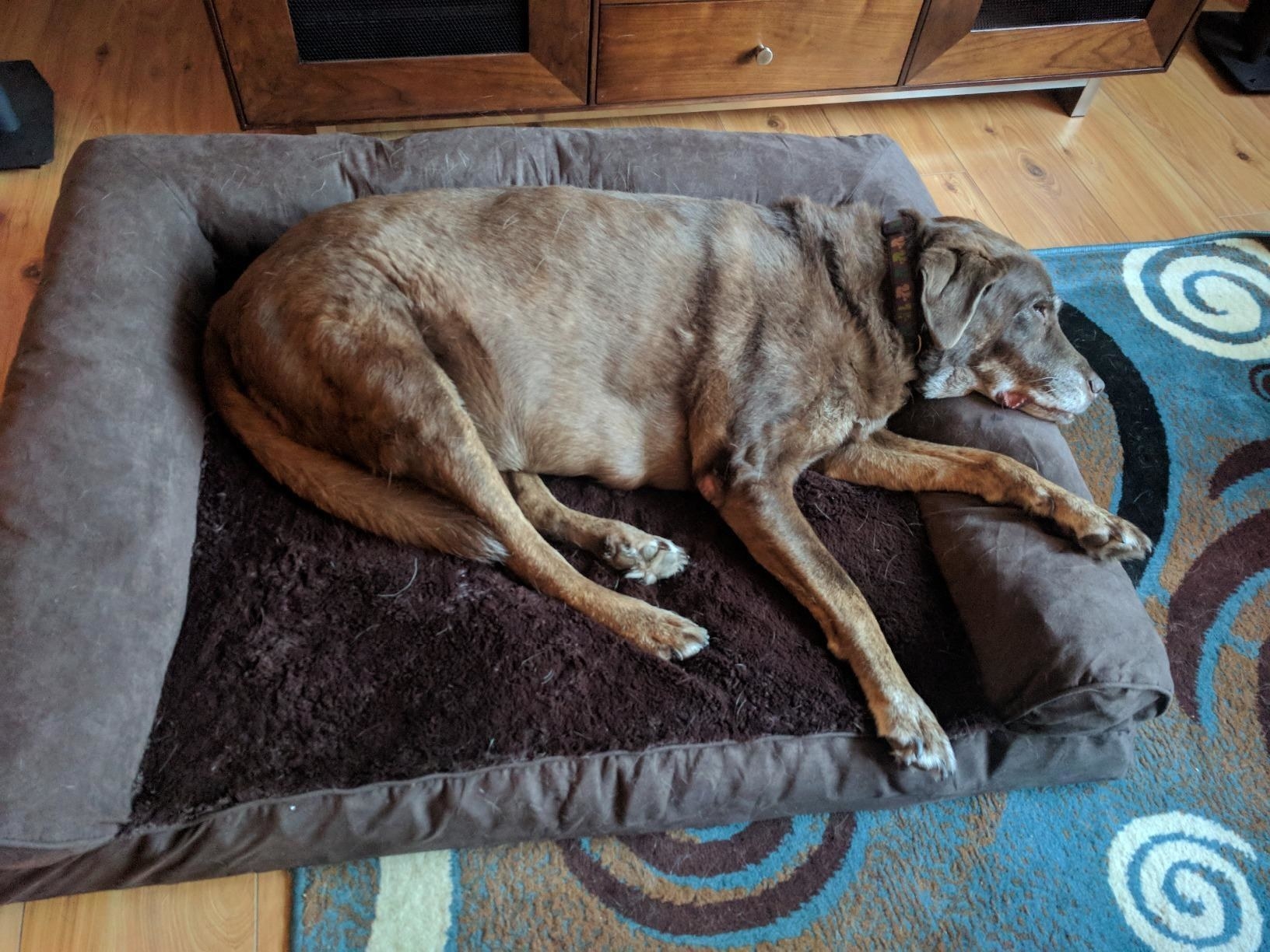 reviewer showing their brown lab resting on a memory foam dog bed with bolsters