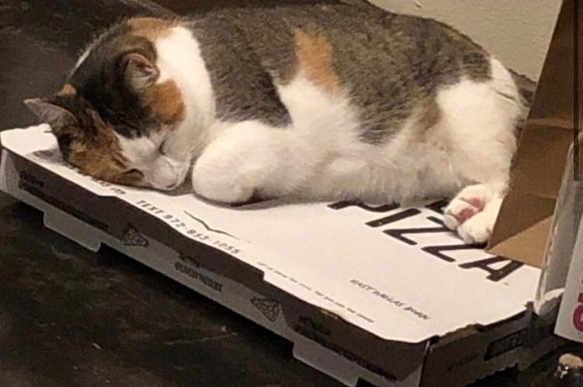 何かの上に乗りたい 本能に抗えない猫たち ピザ箱との相性がバッチリだった