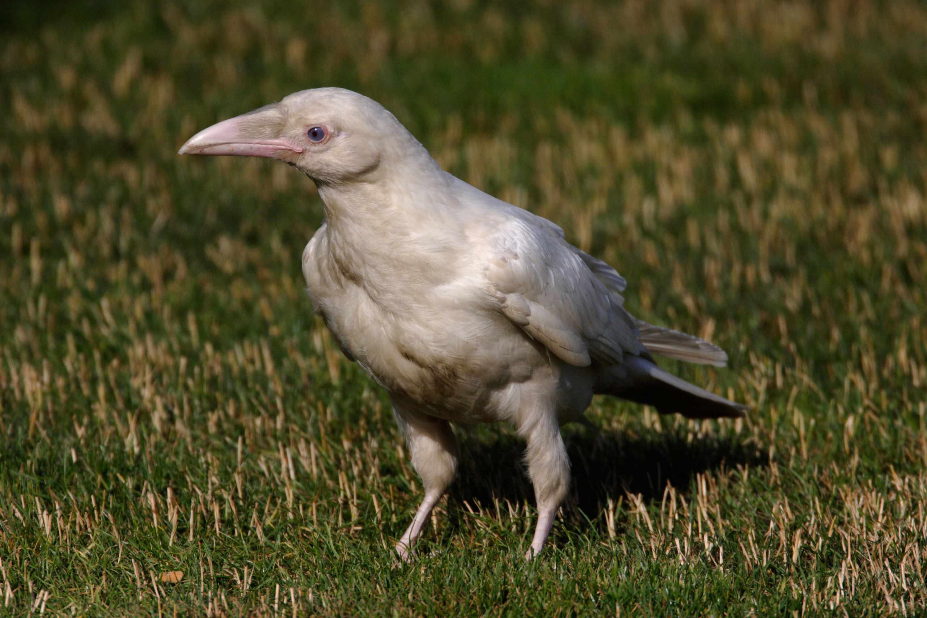 An extremely rare, all white raven