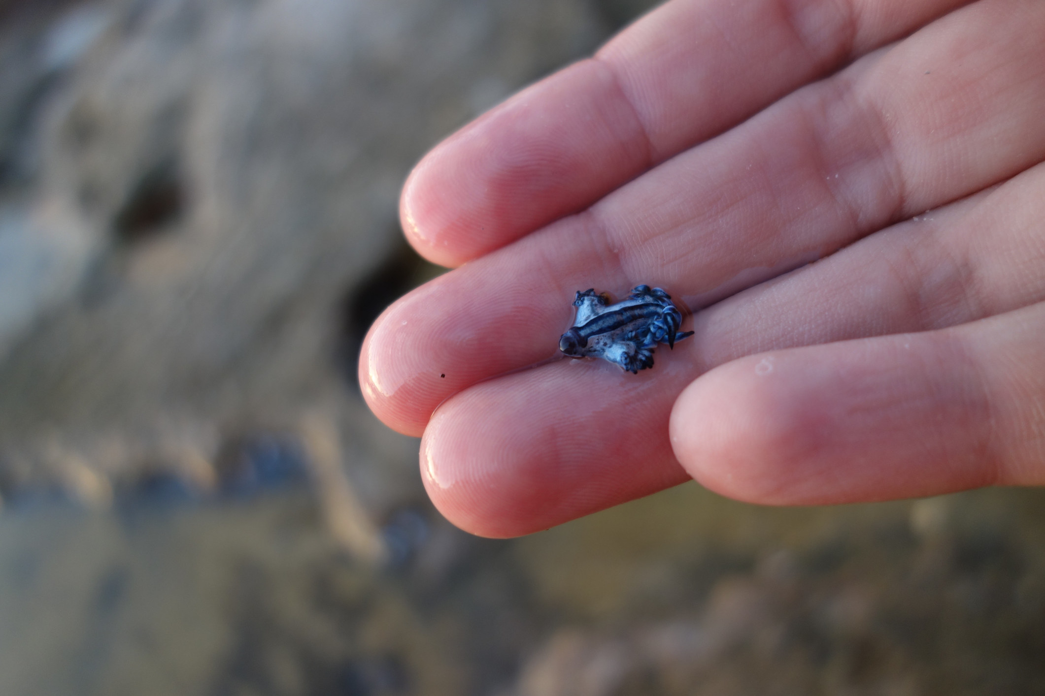 A blue dragon sitting in someone&#x27;s hand, roughly the size of a penny