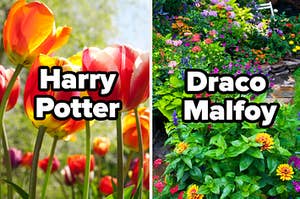 Two gardens are displayed with one on the left labeled, "Harry Potter" and "Draco Malfoy" on the right