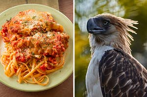 A plate of chicken parm is on the left with an eagle turned to the side on the right