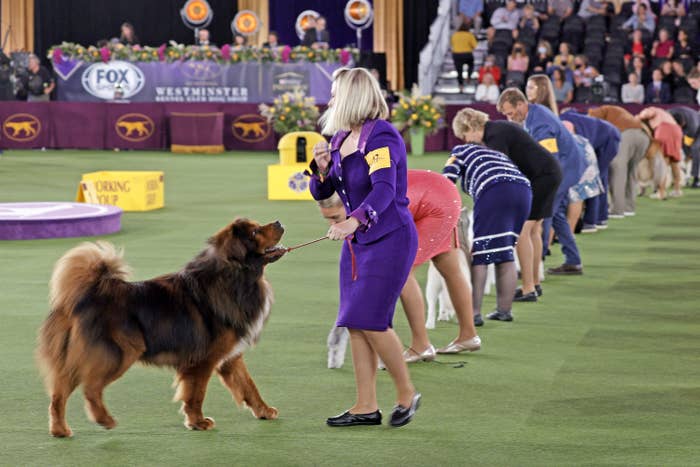 Dogs and humans lined up at the Westminster Dog Show