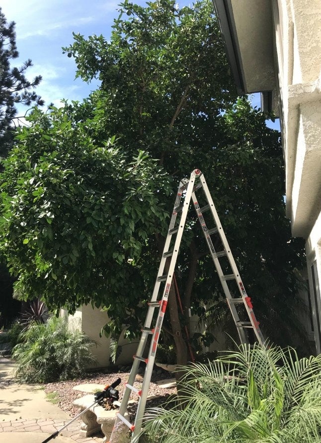 A reviewer&#x27;s tall ladder outside a home with plants