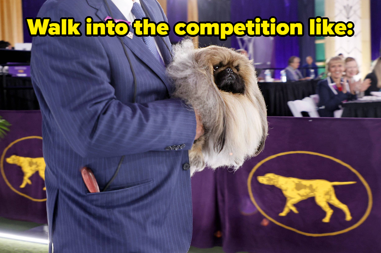 Pokemon Looking Dog Named Wasabi Wins Best In Show
